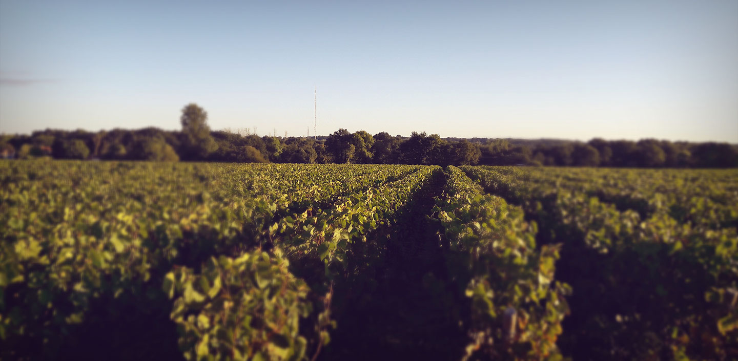 Vignes visuel home 1440 x 705